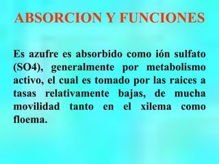 ABSORCION Y FUNCIONES
Es azufre es absorbido como ión sulfato
(SO4), generalmente por metabolismo
activo, el cual es tomado por las raices a
tasas relativamente bajas, de mucha
movilidad tanto en el xilema como
floema.
 