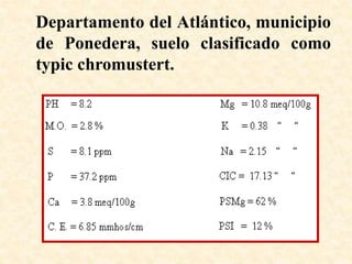 Departamento del Atlántico, municipio
de Ponedera, suelo clasificado como
typic chromustert.
 