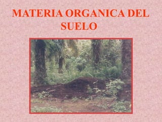 MATERIA ORGANICA DEL
SUELO
 