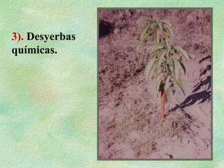 3). Desyerbas
químicas.
 