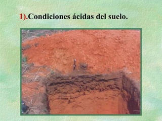 1).Condiciones ácidas del suelo.
 