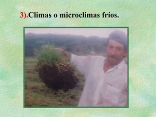 3).Climas o microclimas fríos.
 