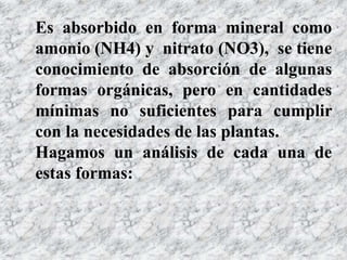Es absorbido en forma mineral como
amonio (NH4) y nitrato (NO3), se tiene
conocimiento de absorción de algunas
formas orgánicas, pero en cantidades
mínimas no suficientes para cumplir
con la necesidades de las plantas.
Hagamos un análisis de cada una de
estas formas:
 