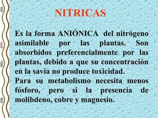 Es la forma ANIÓNICA del nitrógeno
asimilable por las plantas. Son
absorbidos preferencialmente por las
plantas, debido a que su concentración
en la savia no produce toxicidad.
Para su metabolismo necesita menos
fósforo, pero si la presencia de
molibdeno, cobre y magnesio.
NITRICAS
 