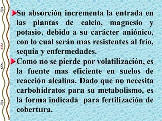 Su absorción incrementa la entrada en
las plantas de calcio, magnesio y
potasio, debido a su carácter aniónico,
con lo cual serán mas resistentes al frío,
sequía y enfermedades.
Como no se pierde por volatilización, es
la fuente mas eficiente en suelos de
reacción alcalina. Dado que no necesita
carbohidratos para su metabolismo, es
la forma indicada para fertilización de
cobertura.
 