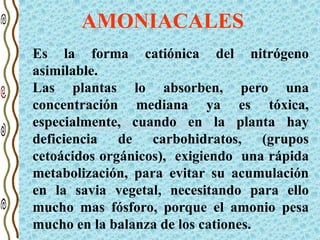 AMONIACALES
Es la forma catiónica del nitrógeno
asimilable.
Las plantas lo absorben, pero una
concentración mediana ya es tóxica,
especialmente, cuando en la planta hay
deficiencia de carbohidratos, (grupos
cetoácidos orgánicos), exigiendo una rápida
metabolización, para evitar su acumulación
en la savia vegetal, necesitando para ello
mucho mas fósforo, porque el amonio pesa
mucho en la balanza de los cationes.
 