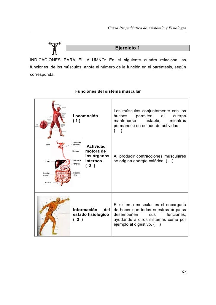 clasificacion de las cadenas musculares pdf curso de anatom 237 a y fisiolog 237 a clasificacion de las cadenas musculares pdf curso de anatom 237 a y fisiolog 237 a