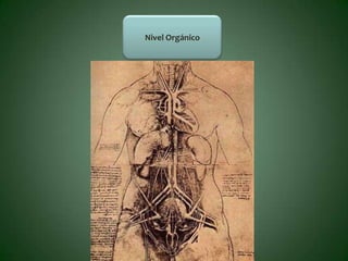 Nivel Orgánico
 