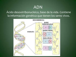 ADN
Ácido desoxirribonucleico, base de la vida. Contiene
 la información genética que tienen los seres vivos.
 