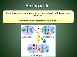 Aminoácidos
A la unión de un grupo amino con un grupo carboxilo se le llama enlace
                              peptídico.

            20 aminoácidos que conforman las proteínas.
 