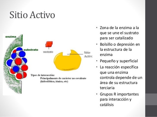 Curso Bioquímica 11-Enzimas