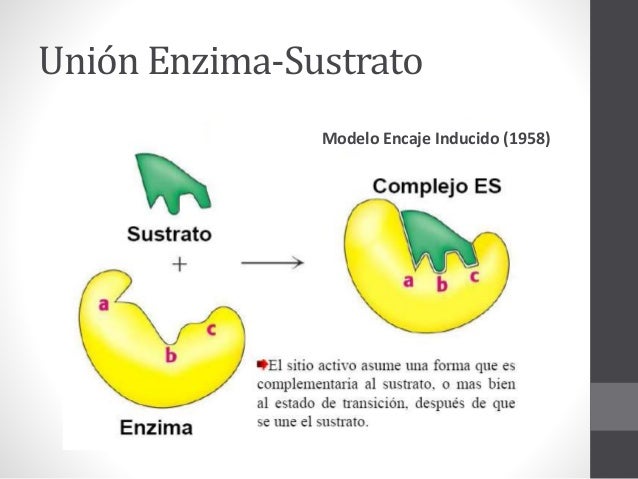 Curso Bioquímica 11-Enzimas