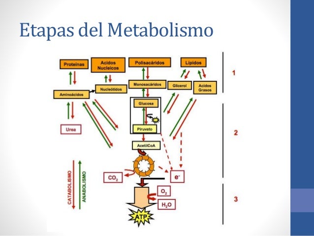 esquema general metabolismo Natural
