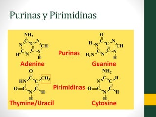 Purinas y Pirimidinas
Adenine Guanine
Thymine/Uracil Cytosine
Purinas
Pirimidinas
H
N
CH
N
C
C
N
C
N
C
NH2
H
N
C
C
C
HN
C
O
CH3
H
O
H
N
C
C
C
N
C
H
O
H
H
NH2
H
N
CH
N
C
C
N
C
N
C
O
H2N
H
 