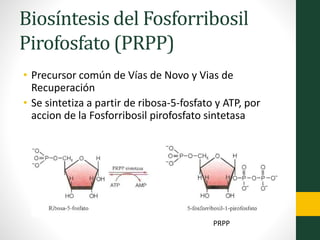 Biosíntesis del Fosforribosil
Pirofosfato (PRPP)
• Precursor común de Vías de Novo y Vias de
Recuperación
• Se sintetiza a partir de ribosa-5-fosfato y ATP, por
accion de la Fosforribosil pirofosfato sintetasa
PRPP
 