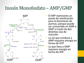 Inosín Monofosfato – AMP/GMP
• El IMP representa un
punto de ramificación
para la biosíntesis de
purinas, porque puede
ser convertido en AMP o
GMP a través de dos
distintas vías de
reacción.
• La vía que conduce a
AMP requiere energía en
forma de GTP
• La que lleva a GMP
requiere energía en
forma de ATP.
 