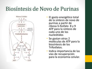 Biosíntesis de Novo de Purinas
• El gasto energético total
de la síntesis de novo de
purinas a partir de
ribosa-5-fosfato 8 y 9
ATP para la síntesis de
cada uno de los
nucleótidos
• Se gastan otras 2
moléculas de ATP para la
biosíntesis de los
Trifosfatos.
• Indica importancia de las
vías de recuperación
para la economía celular.
 