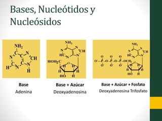 Bases, Nucleótidos y
Nucleósidos
Base
Adenina
H
N
CH
N
C
C
N
C
N
C
NH2
H
N
CH
N
N
HC
N
NH2
O
H
H
H
HO
H
H
HOH2C
Base + Azúcar
Deoxyadenosina
N
CH
N
N
HC
N
NH2
O
H
H
H
HO
H
H
OCH2PO
O
PO
O
P
O-
O-
O-
O-
O
Base + Azúcar + Fosfato
Deoxyadenosina Trifosfato
 