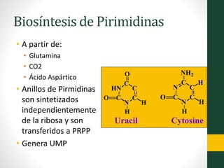 Biosíntesis de Pirimidinas
• A partir de:
• Glutamina
• CO2
• Ácido Aspártico
• Anillos de Pirmidinas
son sintetizados
independientemente
de la ribosa y son
transferidos a PRPP
• Genera UMP
N
C
C
C
HN
C
O
CH3
H
O
H
N
C
C
C
N
C
H
O
H
H
NH2
Uracil Cytosine
 