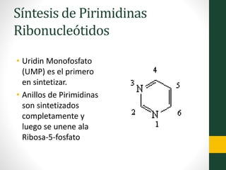 Síntesis de Pirimidinas
Ribonucleótidos
• Uridin Monofosfato
(UMP) es el primero
en sintetizar.
• Anillos de Pirimidinas
son sintetizados
completamente y
luego se unene ala
Ribosa-5-fosfato
 