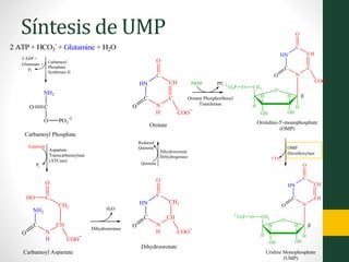 2 ATP + HCO3
-
+ Glutamine + H2O
CO
O PO3
-2
NH2
Carbamoyl Phosphate
NH2
C
N
H
CH
CH2
C
COO
O
HO
O
Carbamoyl Aspartate
HN
C
N
H
CH
CH2
C
COO
O
O
Dihydroorotate
HN
C
N
H
C
CH
C
COO
O
O
Orotate
HN
C
N
C
CH
C
COO
O
O
HH
CH2
OH OH
H H
O
O2-
O3P

Orotidine-5'-monophosphate
(OMP)
HN
C
N
CH
CH
C
O
O
HH
CH2
OH OH
H H
O
O2-
O3P

Uridine Monophosphate
(UMP)
2 ADP +
Glutamate +
Pi
Carbamoyl
Phosphate
Synthetase II
Aspartate
Transcarbamoylase
(ATCase)
Aspartate
Pi
H2O
Dihydroorotase
Quinone
Reduced
Quinone
Dihydroorotate
Dehydrogenase
PRPP PPi
Orotate Phosphoribosyl
Transferase
CO2
OMP
Decarboxylase
Síntesis de UMP
 