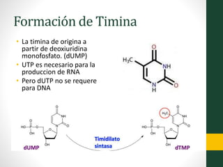 Formación de Timina
• La timina de origina a
partir de deoxiuridina
monofosfato. (dUMP)
• UTP es necesario para la
produccion de RNA
• Pero dUTP no se requere
para DNA
 