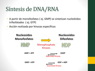 Síntesis de DNA/RNA
• A partir de monofosfatos ( ej. GMP) se sintetizan nucleótidos
trifosfatados ( ej. GTP)
• Acción realizada por kinasas específicas
Nucleosidos
Monofosfatos
Nucleosidos
Difosfatos
Monophosphate
Kinases
AMP + ATP 2ADP
GMP + ATP GDP + ADP
Adenilato Kinasa
Guanilato Kinasa
 