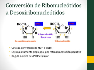 Conversión de Ribonucleótidos
a Desoxiribonucleótidos
O
H
H
HO
H
H
HOCH2
OH
OH
1´
2´3´
4´
5´O
H
H
HO
H
H
HOCH2 OH
H
1´
2´3´
4´
5´
BASE BASE
Desoxiribonucleosido Ribonucleosido
Ribonucleotido
Reductasa
• Cataliza conversión de NDP a dNDP
• Enzima altamente Regulada por retroalimentación negativa
• Regula niveles de dNTPS Celular
 