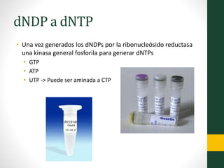 dNDP a dNTP
• Una vez generados los dNDPs por la ribonucleósido reductasa
una kinasa general fosforila para generar dNTPs
• GTP
• ATP
• UTP -> Puede ser aminada a CTP
 