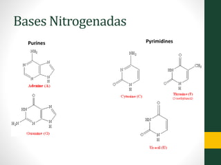 Bases Nitrogenadas
Purines Pyrimidines
 