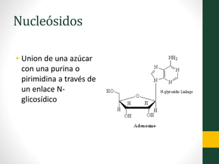 Nucleósidos
• Union de una azúcar
con una purina o
pirimidina a través de
un enlace N-
glicosídico
 