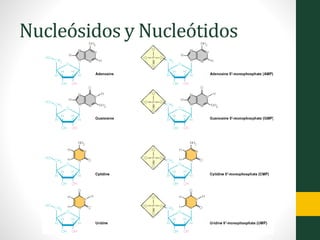 Nucleósidos y Nucleótidos
 