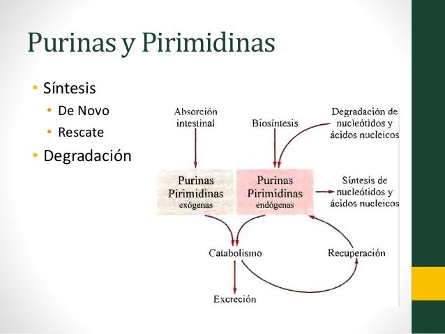 Leer sobre acelerador del metabolismo para adelgazar