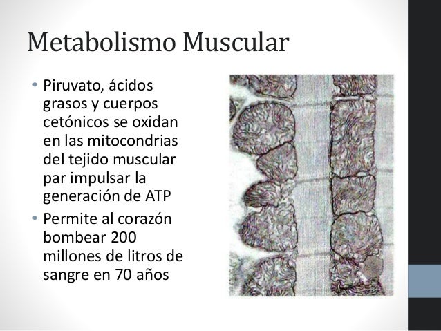 Crema para formula para calcular el metabolismo basal