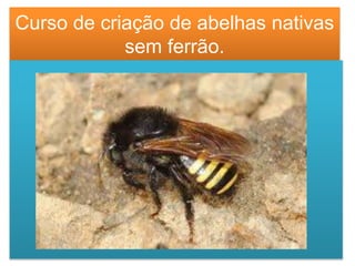 Curso de criação de abelhas nativas
sem ferrão.
 