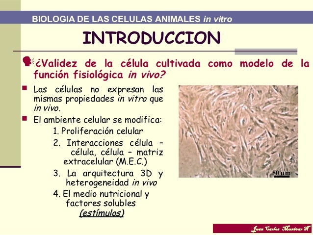 Curso de cultivo celular BIOLOGIA DE LAS CELULAS ANIMALES in vitro