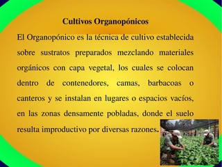 Cultivos Organopónicos
El Organopónico es la técnica de cultivo establecida 
sobre  sustratos  preparados  mezclando  materiales 
orgánicos  con  capa  vegetal,  los  cuales  se  colocan 
dentro  de  contenedores,  camas,  barbacoas  o 
canteros y se instalan en lugares o espacios vacíos, 
en  las  zonas  densamente  pobladas,  donde  el  suelo 
resulta improductivo por diversas razones.
 
 