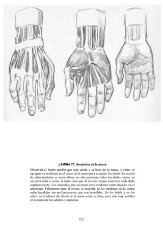 121
LAMINA 77. Anatomía de la mano
Observad el fuerte tendón que está unido a la base de la mano, y cómo se
agrupan los tendones en el dorso de la mano para extender los dedos. La acción
de estos tendones es maravillosa: no sólo accionan todos los dedos juntos, ya
sea para abrir o cerrar la mano sino que al mismo tiempo controlan cada dedo
separadamente. Los músculos que accionan estos tendones están situados en el
antebrazo. Felizmente para el artista, la mayoría de los tendones de la palma
están hundidos tan profundamente que son invisibles. En los bebés y en los
niños los tendones del dorso de la mano están ocultos, pero son muy visibles
en la mano de los adultos y ancianos.
 