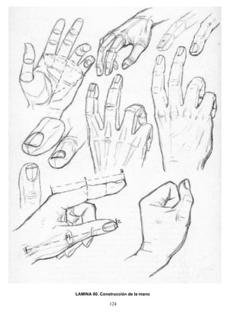 124
LAMINA 80. Construcción de la mano
 