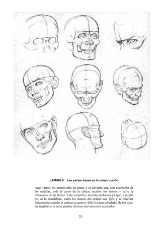 23
LAMINA 6. Las partes óseas en la construcción
Aquí vemos los huesos más de cerca, y se advierte que, con excepción de
las mejillas, toda la carne de la cabeza recubre los huesos y sufre la
influencia de su forma. Esto simplifica nuestro problema ya que, excepto
los de la mandíbula, todos los huesos del cráneo son fijos y se mueven
únicamente cuando la cabeza se mueve. Sólo la carne alrededor de los ojos,
las mejillas y la boca pueden efectuar movimientos separados.
 