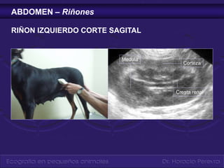 Curso de ecografía en pequeños animales.ppt