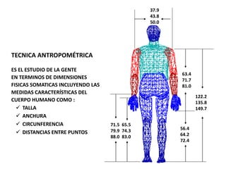 56.4
64.2
72.4
63.4
71.7
81.0
65.5
74.3
83.0
71.5
79.9
88.0
122.2
135.8
149.7
37.9
43.8
50.0
TECNICA ANTROPOMÉTRICA
ES EL ESTUDIO DE LA GENTE
EN TERMINOS DE DIMENSIONES
FISICAS SOMATICAS INCLUYENDO LAS
MEDIDAS CARACTERÍSTICAS DEL
CUERPO HUMANO COMO :
 TALLA
 ANCHURA
 CIRCUNFERENCIA
 DISTANCIAS ENTRE PUNTOS
 