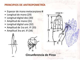 • Espesor de mano metacarpiano III
• Longitud de mano (29)
• Longitud digital dos (30)
• Amplitud de mano (31)
• Longitud digital uno (32)
• Amplitud de 1ra art. IF (33)
• Amplitud 3ra art. IF (34)
Circunferencia de Pinza
PRINCIPIOS DE ANTROPOMETRÍA
 