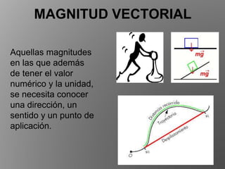MAGNITUD VECTORIAL
Aquellas magnitudes
en las que además
de tener el valor
numérico y la unidad,
se necesita conocer
una dirección, un
sentido y un punto de
aplicación.
 