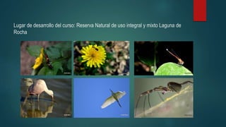 Lugar de desarrollo del curso: Reserva Natural de uso integral y mixto Laguna de
Rocha
 
