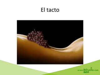 El	
  tacto	
  
 