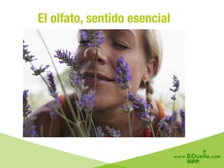 El olfato, sentido esencial
 