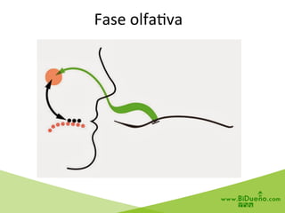 Fase	
  olfa6va	
  
 