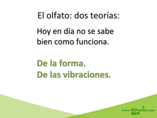 Hoy	
  en	
  día	
  no	
  se	
  sabe	
  
bien	
  como	
  funciona.	
  
	
  
De	
  la	
  forma.	
  
De	
  las	
  vibraciones.	
  
El	
  olfato:	
  dos	
  teorías:	
  
 