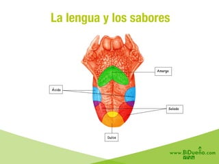 La lengua y los sabores
 
